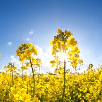 Imagen de prueba   Hola soy una imagen de prueba